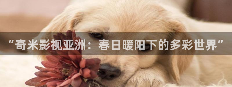 金牌电视：“奇米影视亚洲：春日暖阳下的多彩世界”